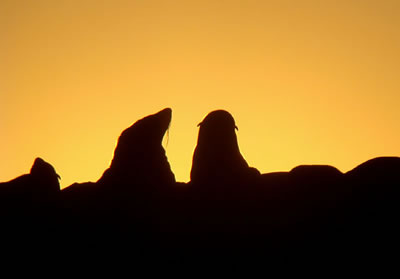 False Bay Tours False Bay Tours